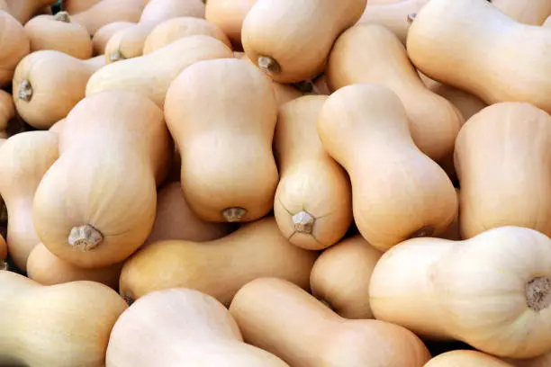 Butternut-Kürbis