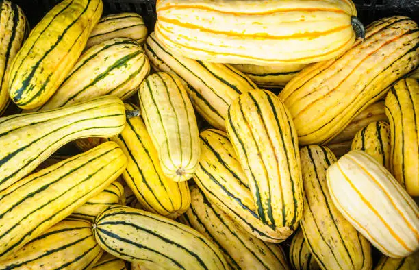Delicata